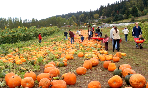 Pumpkins South 47 Farm.JPG